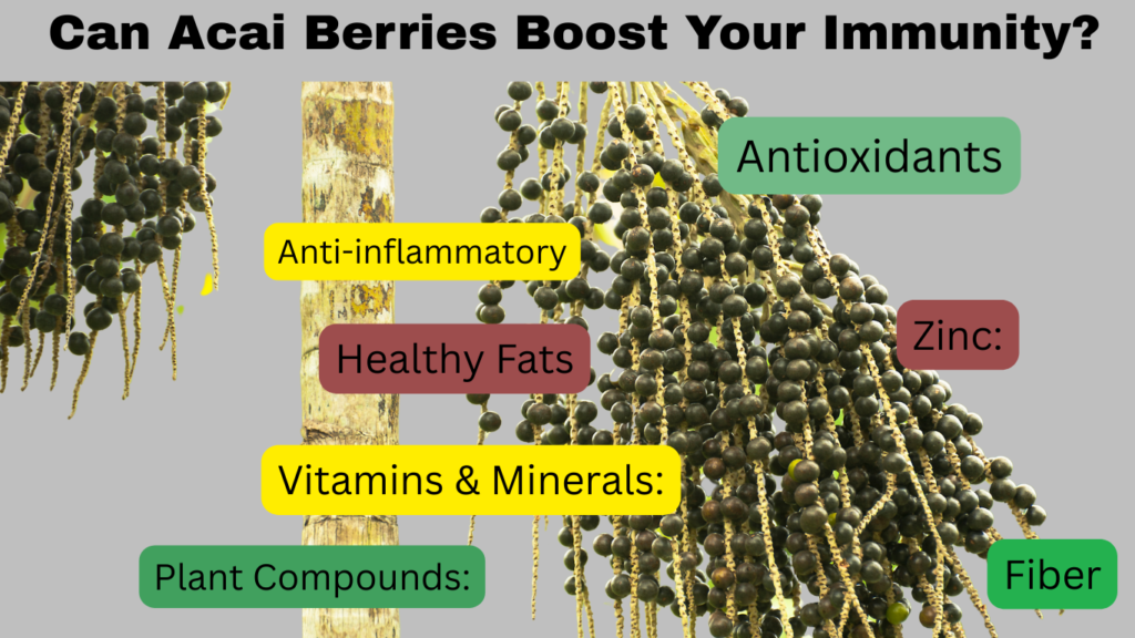 Can Acai Berries Boost Your Immunit